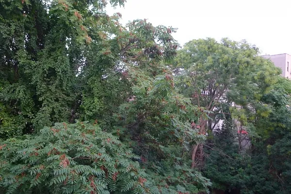 Rented by Citi Habitats | media 31