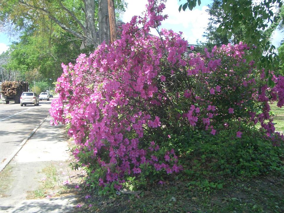 Flowering bush