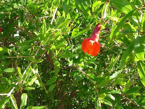Pick your own fresh Pomegranites