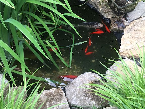 Koi pond 