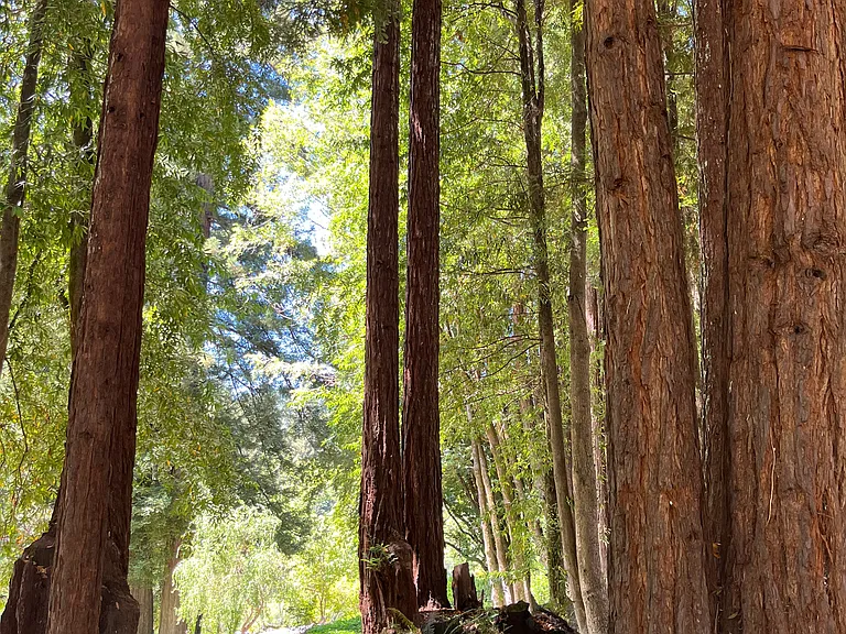 Redwoods