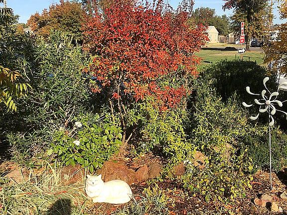 north corner front yard