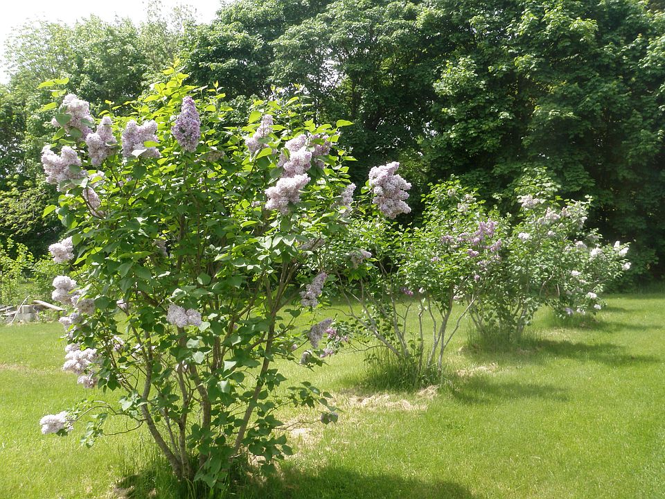 Lilac-lined yard in bloom!