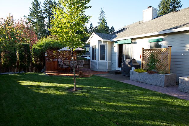 Back Yard - Looking In