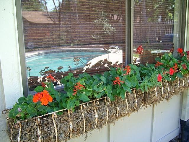 Backyard: Window boxes and view of pool