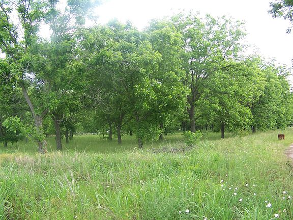 Pecan Orchard