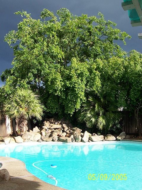 backyard pool and waterfall (edge of spa visible, lower left)