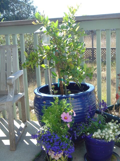 Sunny back deck