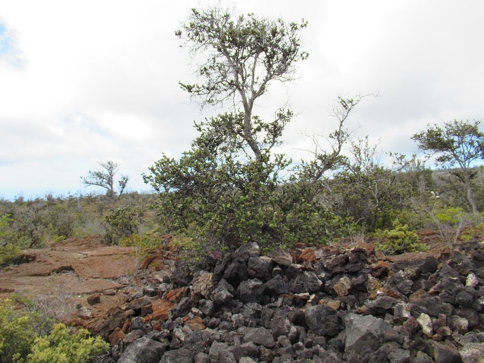 2nd image of Pineapple Pkwy Lot 15