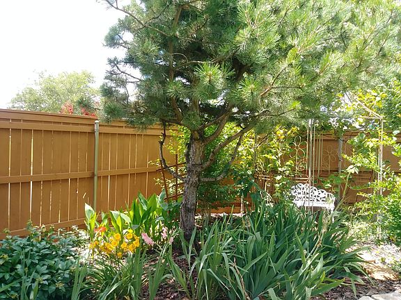 Corner of Back Yard