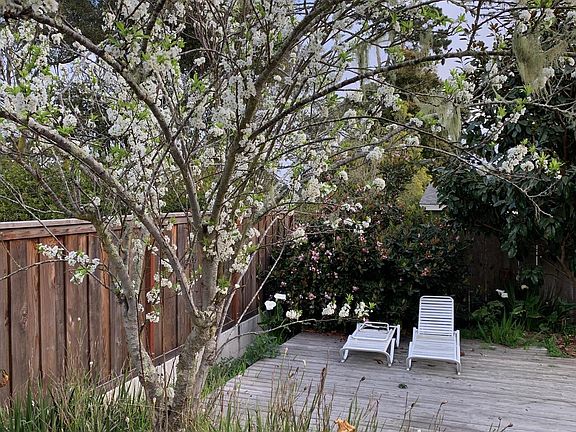 Back deck and plum tree