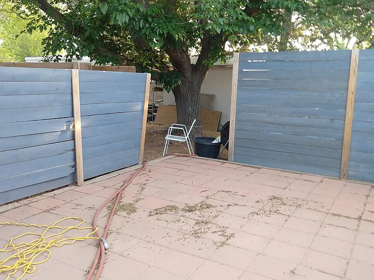 mulberry tree in backyard
