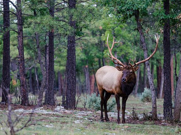 2nd image of 7800 Forest Service 122 Rd-Tract 9B -- #9-B