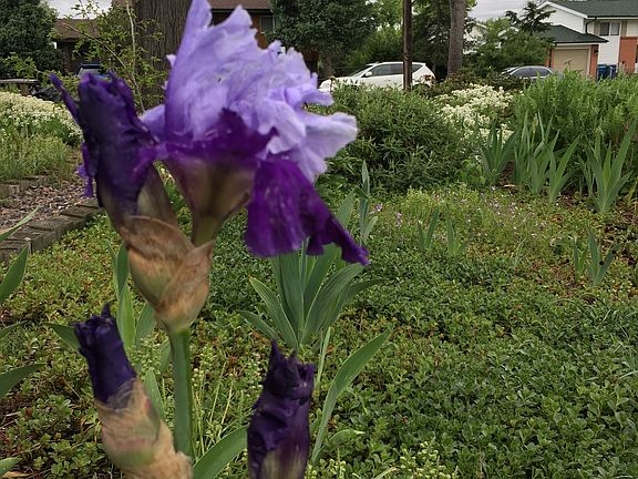 Beautiful iris!