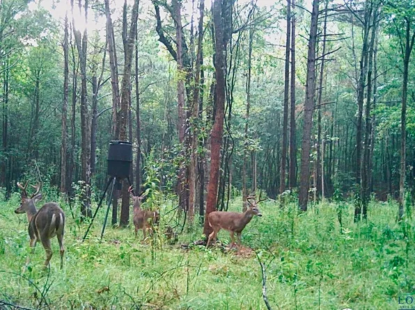 County Road 4339, Bivins, TX 75555