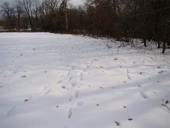 Lots of deer trails!