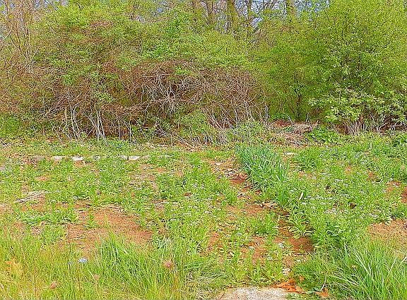 4th image of 1815 Wexford Ln