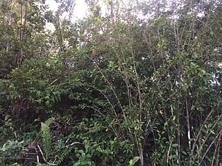 3rd image of 19th Ave Lot 198