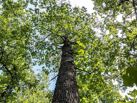 5th image of 0 Fire Tower Rd