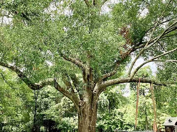 5th image of 2229 Smith St