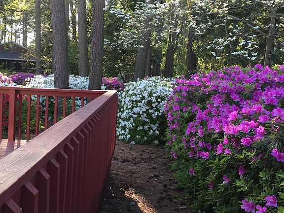 Spring blooms in backyard.