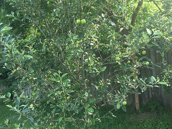 1 of the apple trees