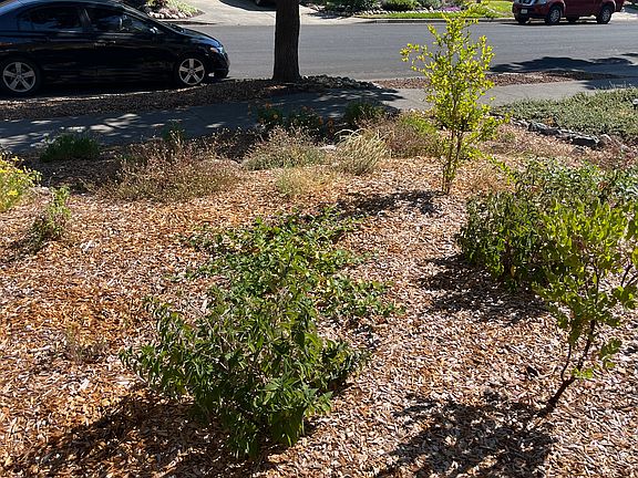 Front yard 2