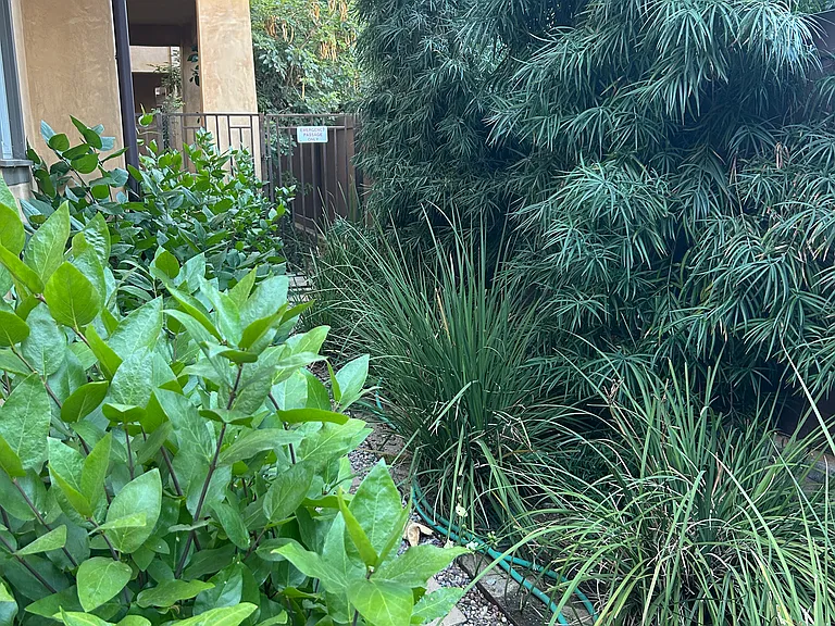 Side yard
