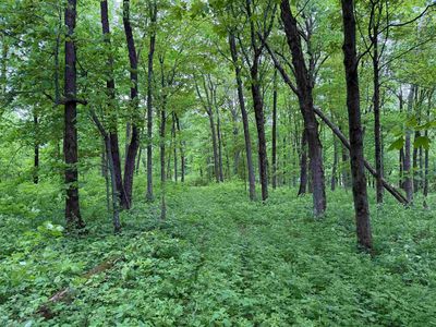Greenbrier Rd, Luana, IA, 52156