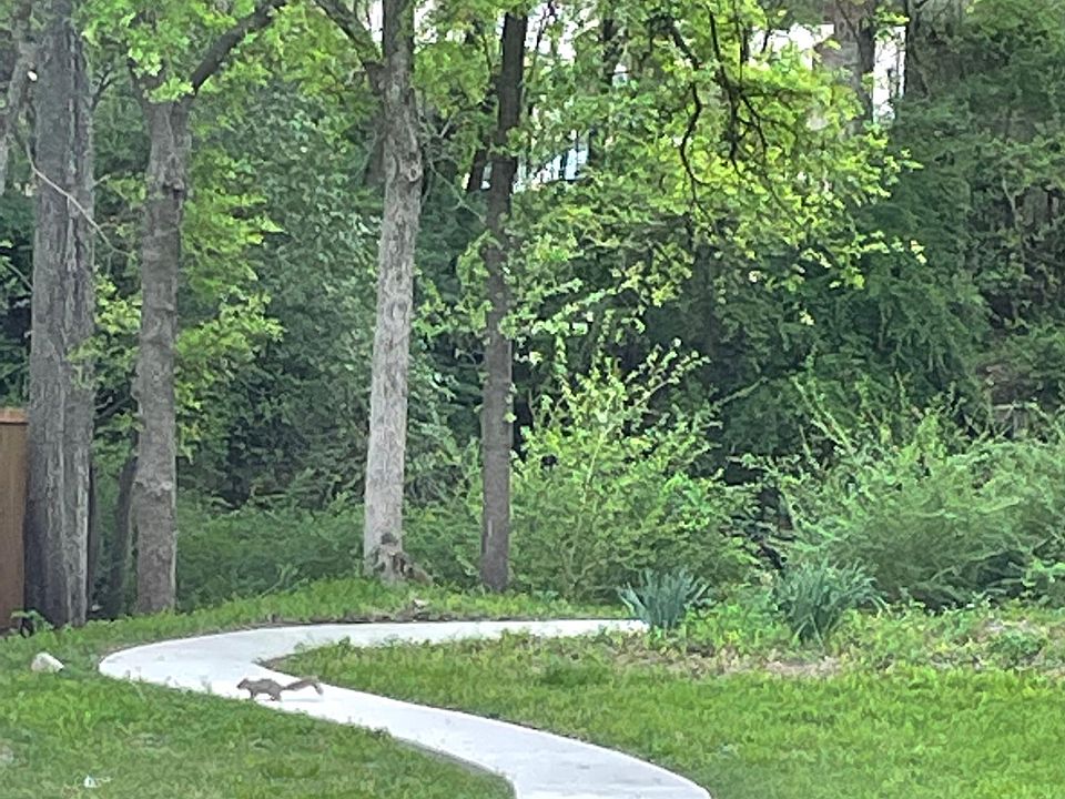 Backyard view from master