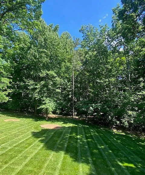 Back yard in the Spring