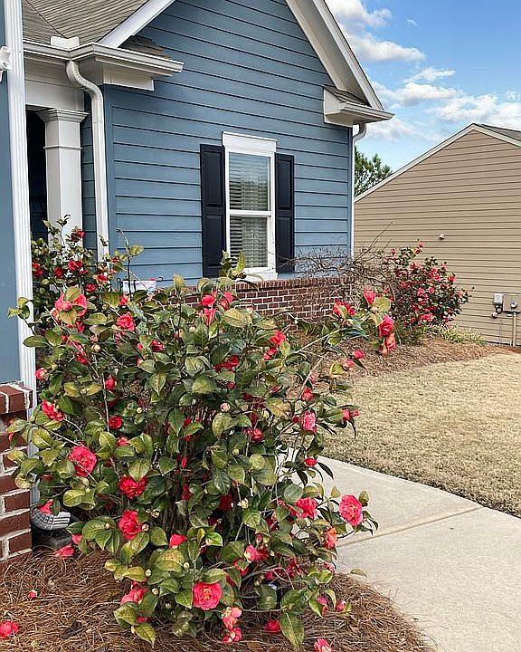 Side camellia of garage