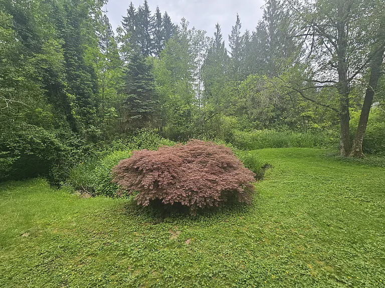 Backyard by Salmon stream