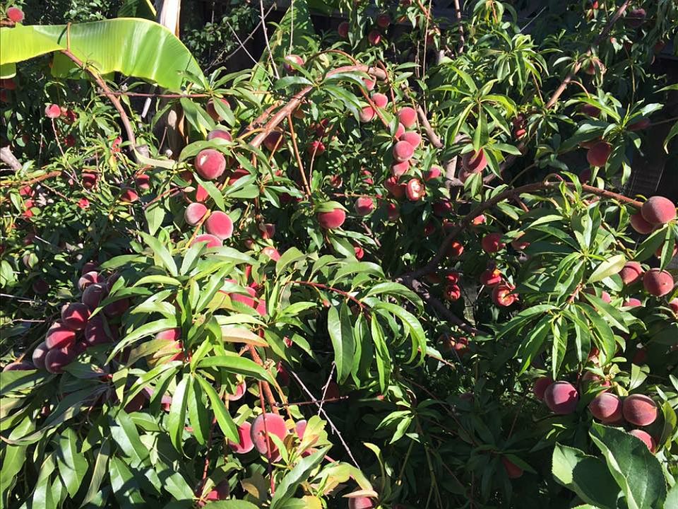 2016 peach tree