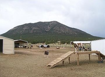 Goat Dairy, Edgewood