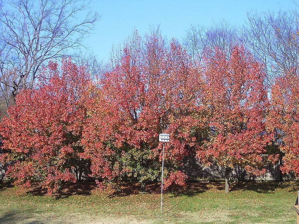 View from the back deck