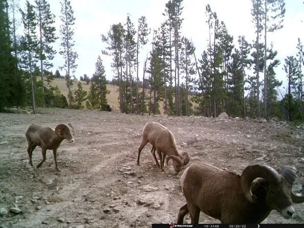 Anna Indian Creek Rd, Townsend, MT 59644