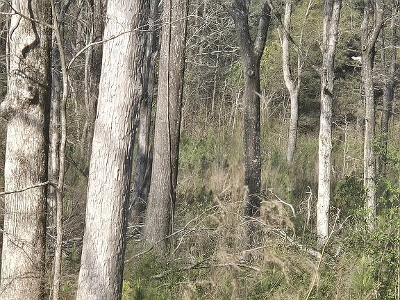 4th image of 0 Mercier Road