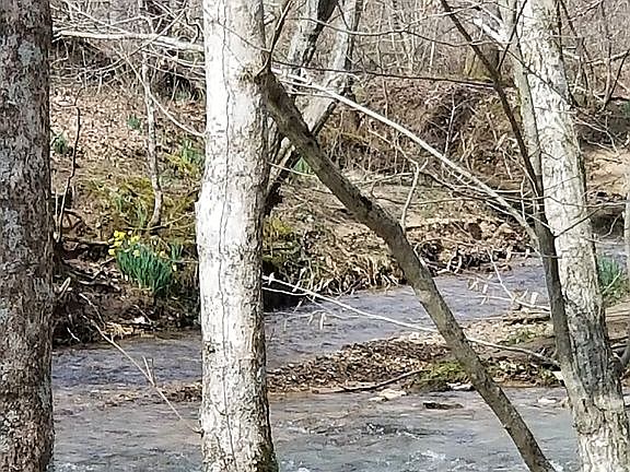 Mill Creek. Back border