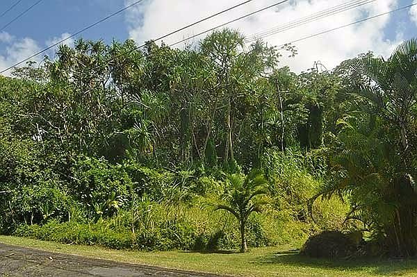 1st image of Papai St Lot 1808