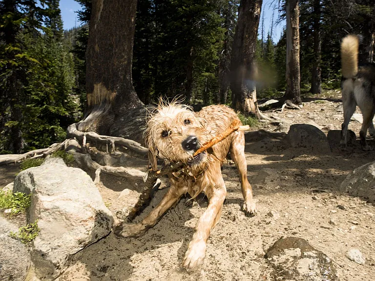 Furry Friends are Welcome!
