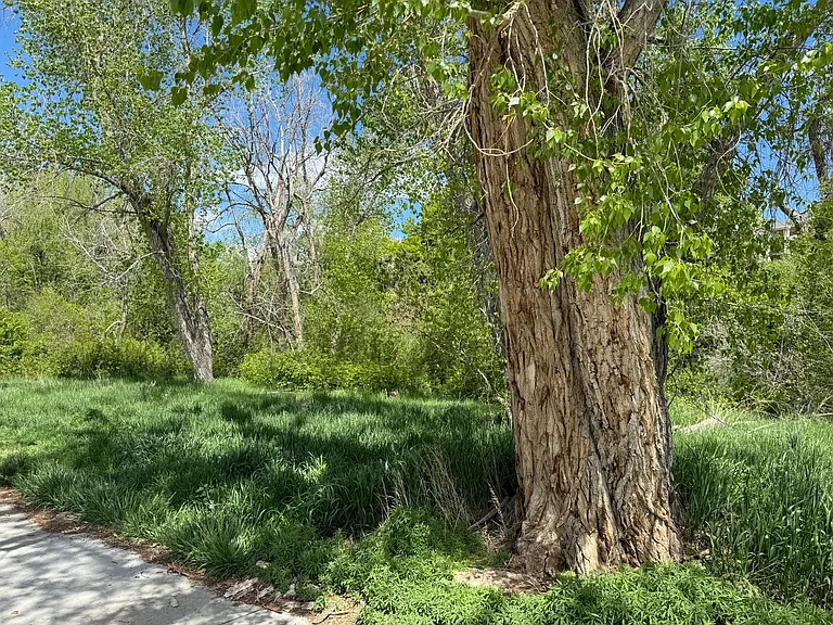 Trail, 100 steps from door