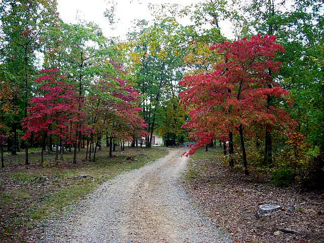 Lovely Woodland Setting