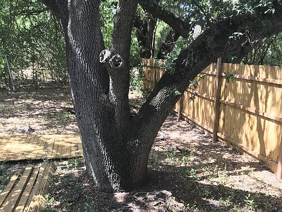 Back yard tree