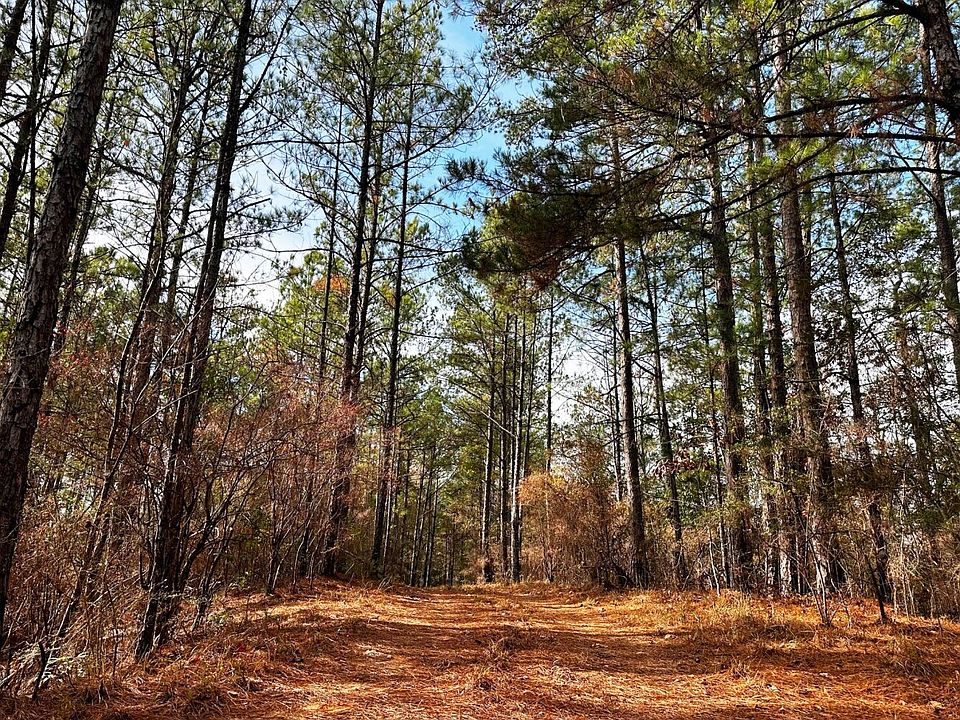 Older pine timber on north side