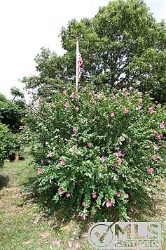 Beautiful Rose of Sharon bushes!