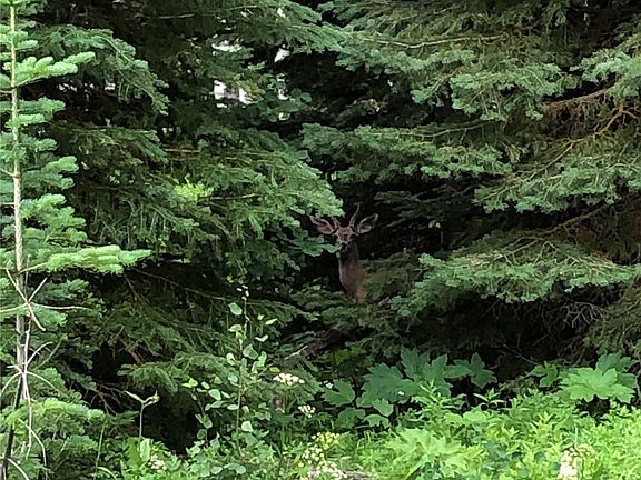 4th image of TBD Springboard Trail