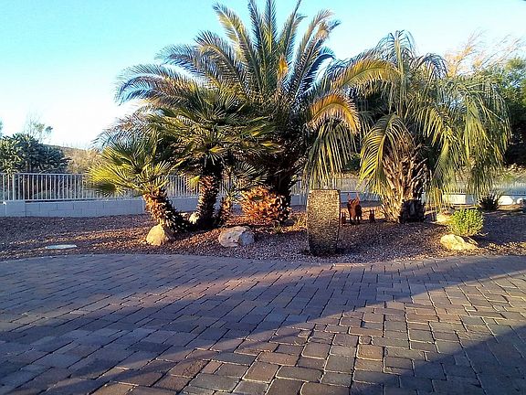 Palm view from rear patio.