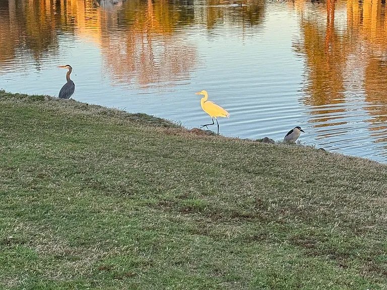 Nearby Gila Springs Park and Pond