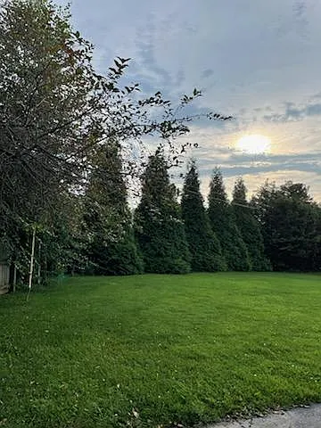 Back yard